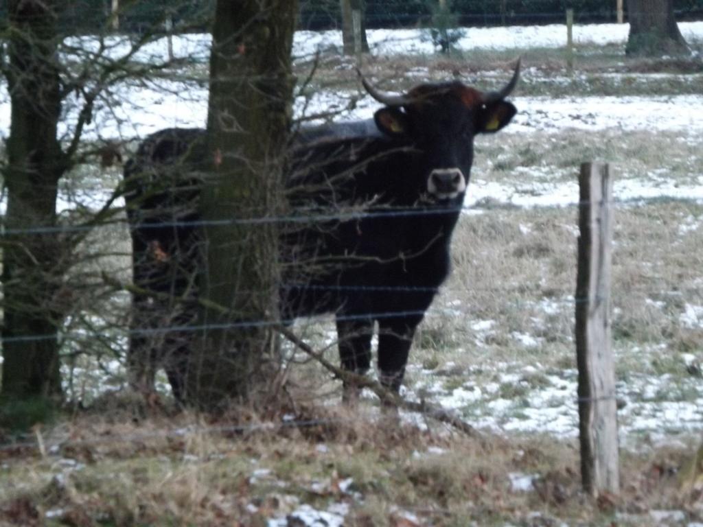 Vosseven 32 Geelgors Villa Stramproy ภายนอก รูปภาพ